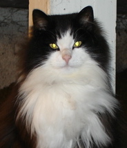 Alfons